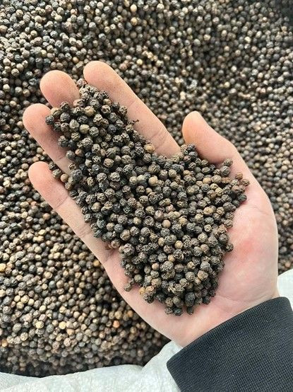 Black Pepper